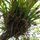 Image of Aloe-leafed Cymbidium