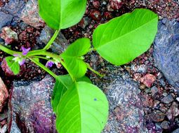 Image of false amaranth