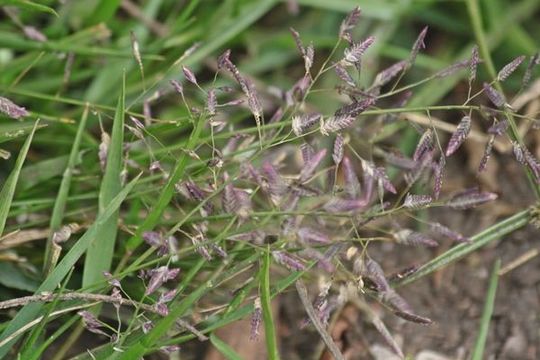 Imagem de Eragrostis cilianensis (All.) Janch.