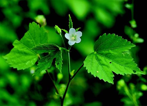 Image of Hibiscus lobatus (Murray) Kuntze