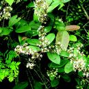 Image of Ichnocarpus frutescens (L.) W. T. Aiton