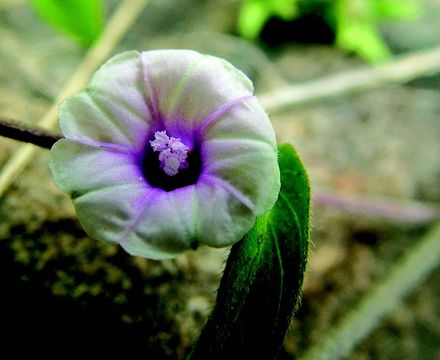 Слика од Ipomoea eriocarpa R. Br.