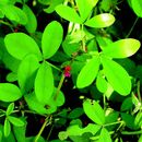 Indigofera glandulosa Wendl.的圖片