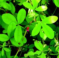 Indigofera glandulosa Wendl.的圖片