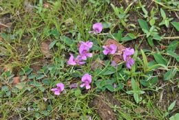 Слика од Indigofera dalzellii T. Cooke