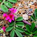 Image of Indigofera linnaei Ali