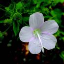 Image of Pavonia nemoralis A. St.-Hil. & Naud.