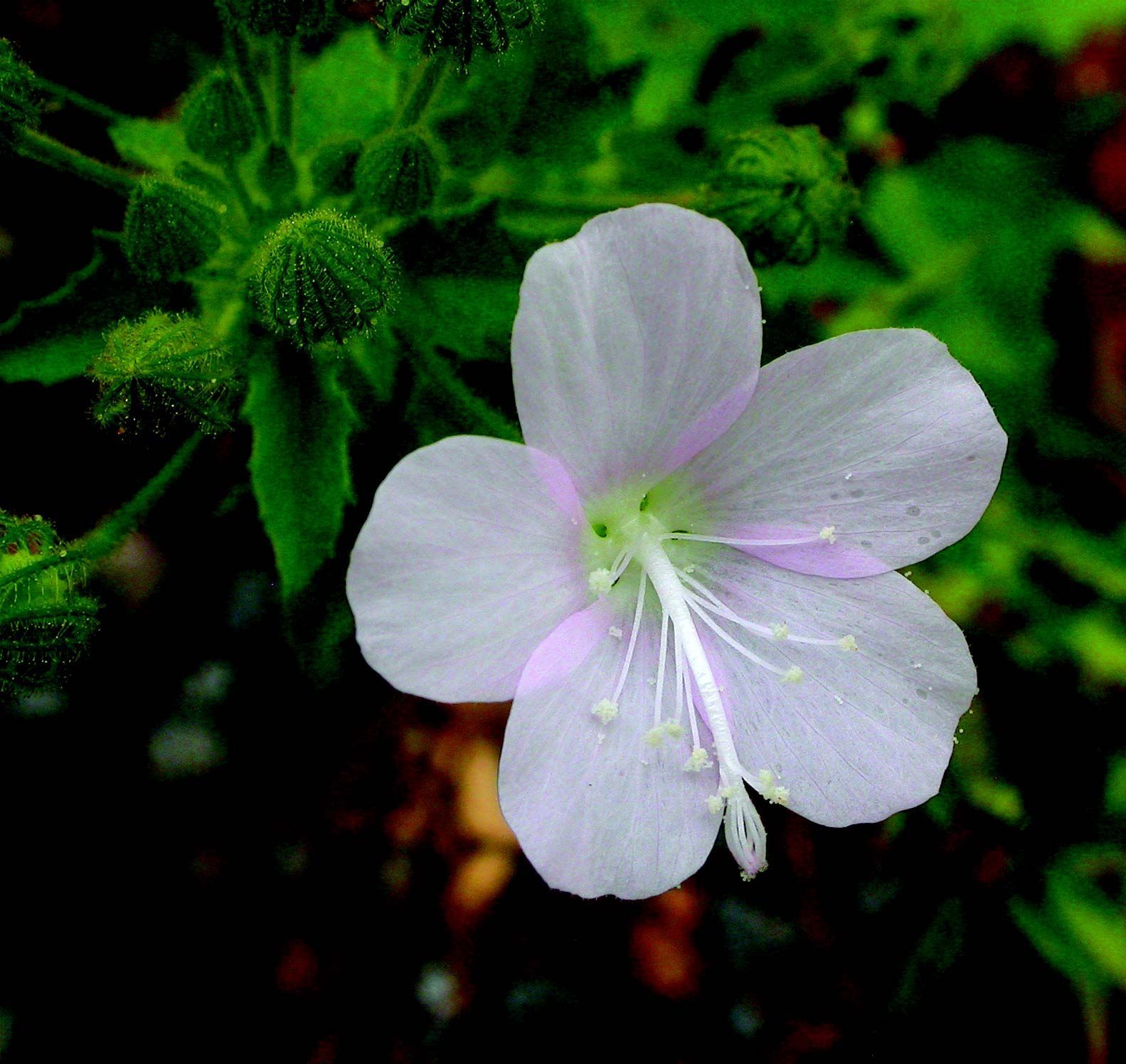 Image of Pavonia nemoralis A. St.-Hil. & Naud.