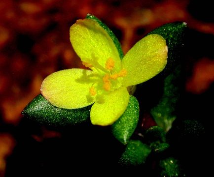 Image of Dwarf purslane