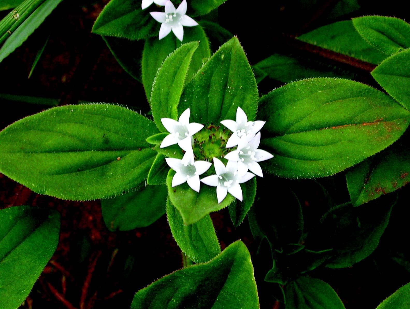 Image of Mexican clover