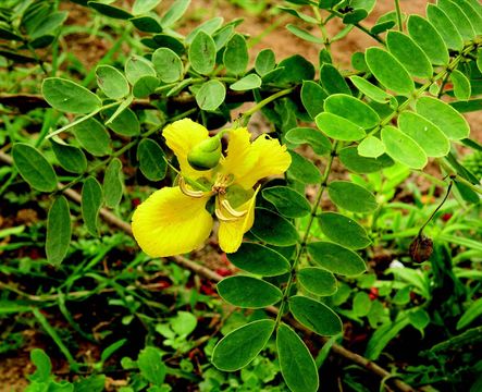 Слика од Senna auriculata (L.) Roxb.