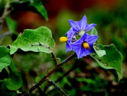 Image de Solanum virginianum L.