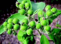 Image of potatotree