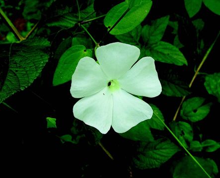 Image of thunbergia