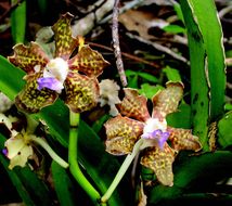 Plancia ëd Vanda tessellata (Roxb.) Hook. ex G. Don