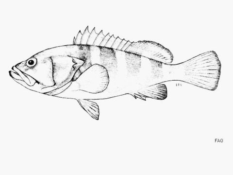 Image of Coral cod