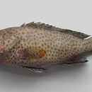 Image of Areloate grouper