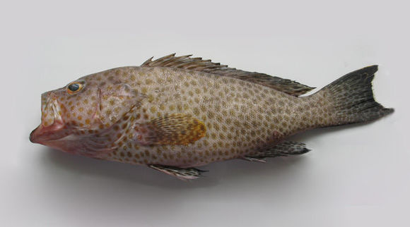 Epinephelus areolatus (Forsskål 1775) resmi