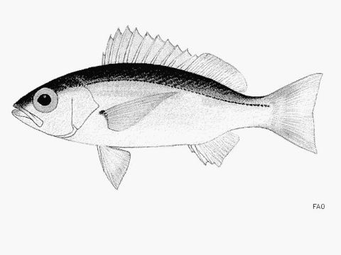 Image of Bigeye snapper