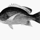 Image of Blubberlip snapper