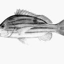 Image of Five-lined snapper