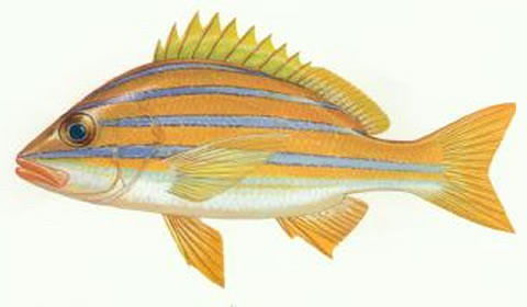 Image of Bluestripe snapper