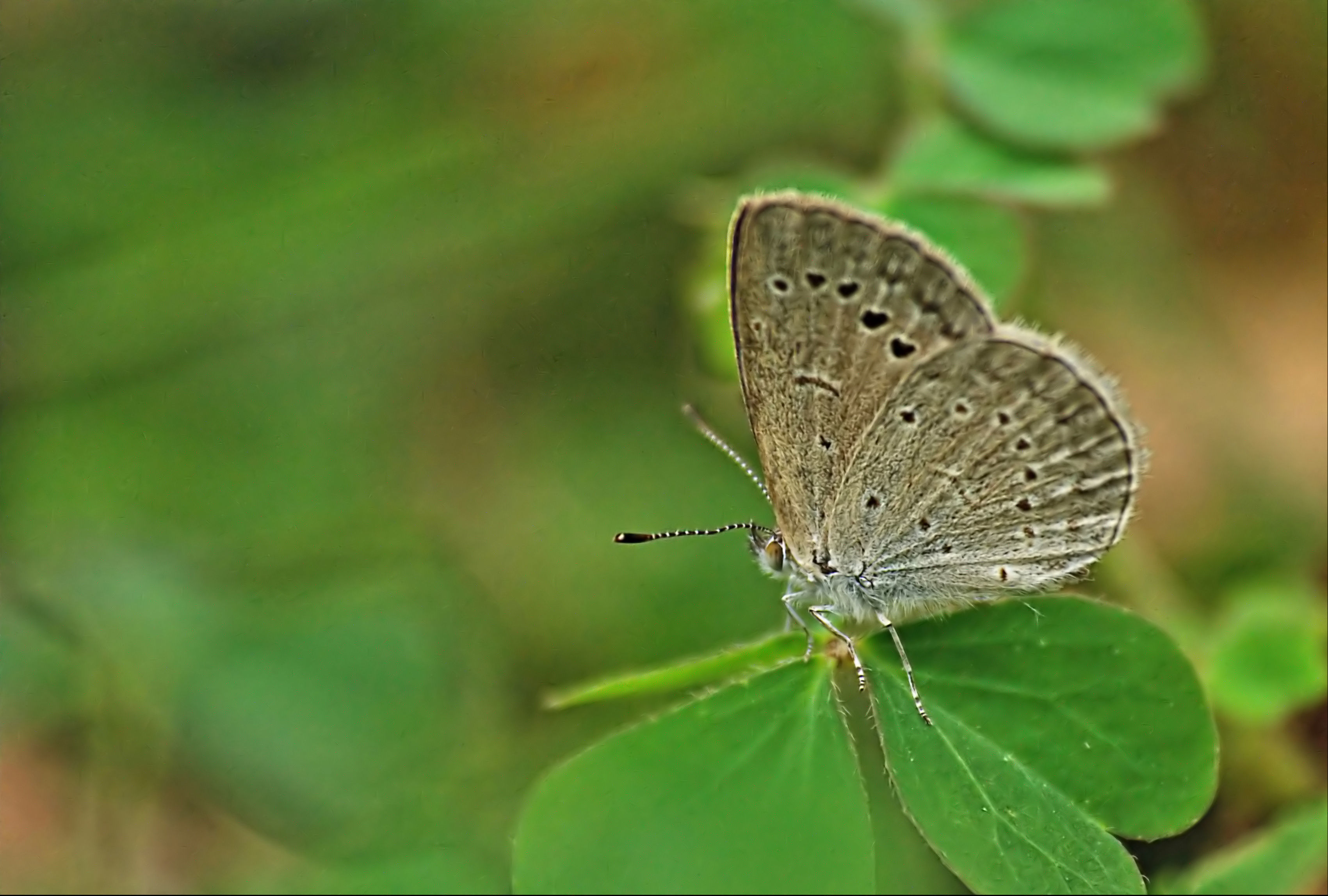 Image of Pseudozizeeria