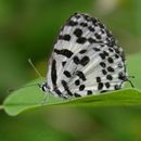 Image of Common Pierrot