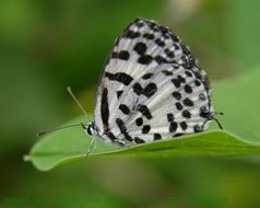 Image of Common Pierrot