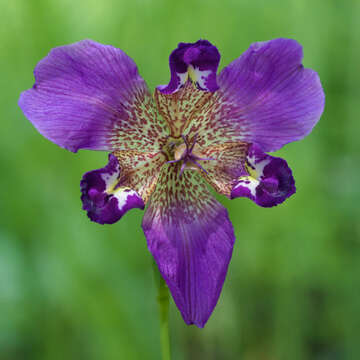 Image of propeller flower