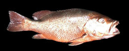 Image of Mangrove red snapper