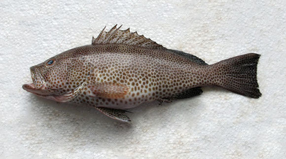 Слика од Epinephelus chlorostigma (Valenciennes 1828)