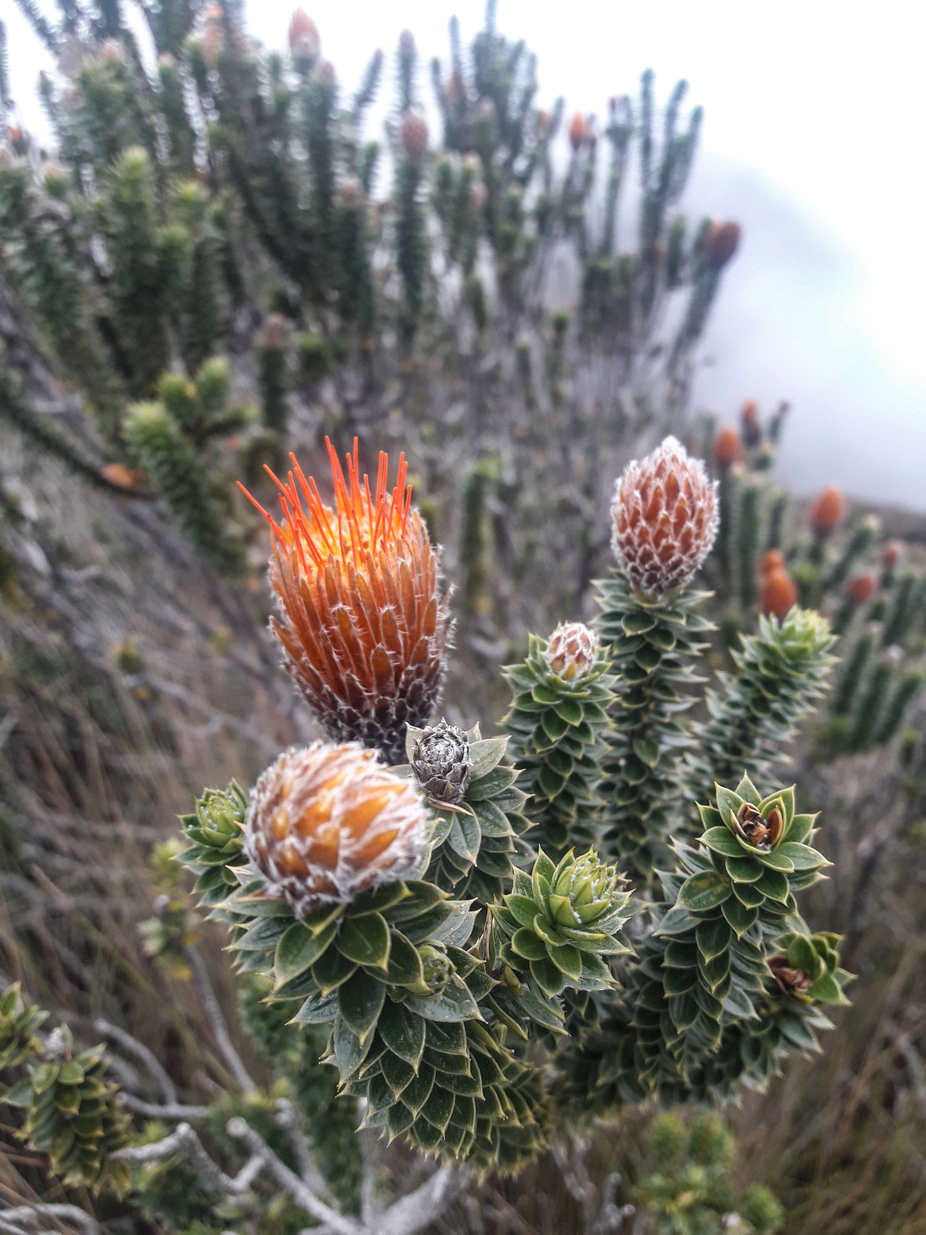 Image of flower of the Andes