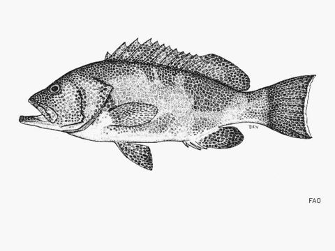 Image of Brown-spotted Grouper