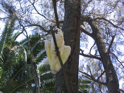 Image of Sulphur-crested Cockatoo