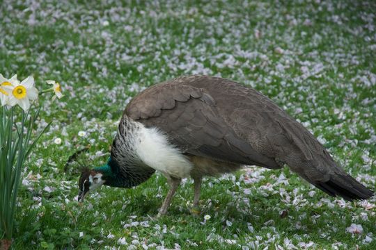 Image of Pavo Linnaeus 1758