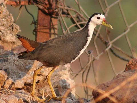 صورة Amaurornis phoenicurus (Pennant 1769)