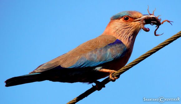 Image of Coracias Linnaeus 1758