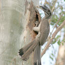 Image of Indian Grey Hornbill