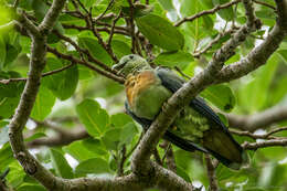 Image of Large Green Pigeon