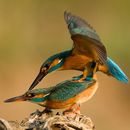 Image of Common Kingfisher