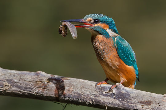 Image of Alcedo Linnaeus 1758