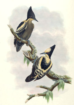 Image of Hemicircus Swainson 1837