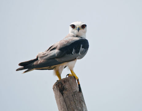 Image of Black-shouldered Kite