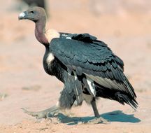 Image of Asian White-backed Vulture