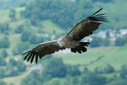 Image of Eurasian Griffon Vulture