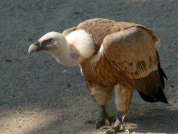 Image of Eurasian Griffon Vulture