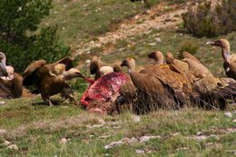 Image of Eurasian Griffon Vulture