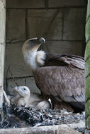 Image of Eurasian Griffon Vulture