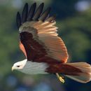 Image of Brahminy Kite